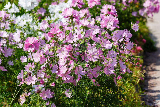 Musky mallow , or musky mallow (lat. Malva moschata ) is a plant species of the genus Malva