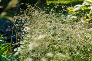 Meadow soddy , or Pike ( lat. Deschampsia cespitosa ) is a typical species of perennial herbaceous...