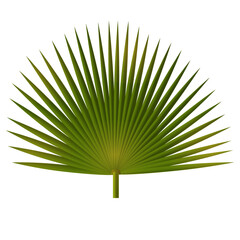 Tropical Palm Leaf on White Background 3D Style