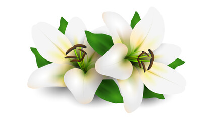 White lily on white background 3d style