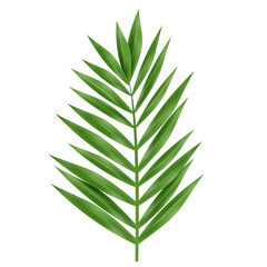 High Quality Tropical Leaf on White Background 3D Style