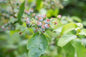 ブルーベリーの未熟な果実