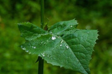 雨に濡れて水滴がついた葉っぱ
