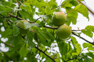 若くフレッシュな青い梅