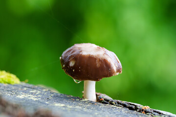 切り株に生えるキノコから滴る水滴