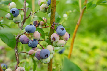 ブルーベリーの未熟な果実