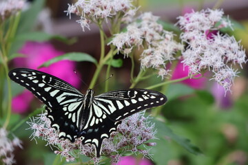 蜜を吸うアゲハチョウ