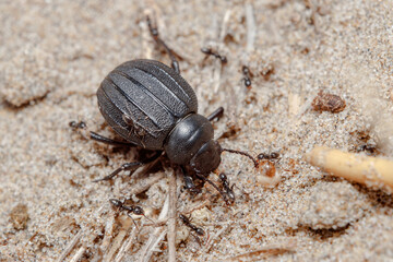 Pimelia sp. beetle walks on the beach sand on a sunny day