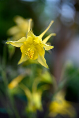 Fototapeta premium Beautiful aquilegia bushes in the evening sun. Blue flowers of aquilegia.