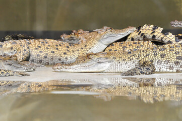 crocodile in the water