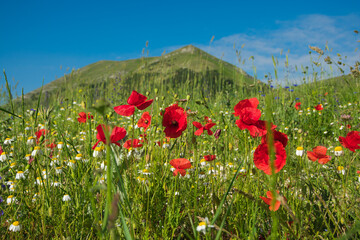 View of wild flowering  in the italian apennines, Europe
