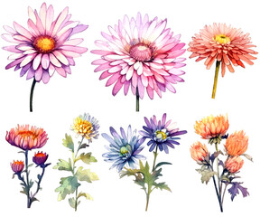 Watercolor Illustration Set of chrysanthemum Flowers, Leaves and Branches