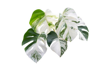 Monstera Albo variegated leaves  isolated on transparent background and PNG file - obrazy, fototapety, plakaty