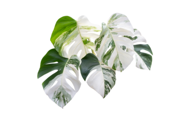 Monstera Albo variegated leaves  isolated on transparent background and PNG file