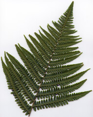 Male fern - Dryopteris filix-mas - frond face up