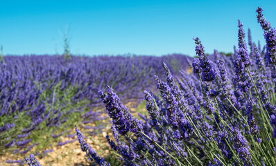 Campo cultivado con la hermosa flor de color p&uacute;rpura de lavanda en tierras de Castilla y Le&oacute;n, Espa&ntilde;a