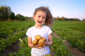 little cute farmer girl in field holding raw potato on hands. Child care harvest. Kid on farm plantation growing vegetables. Season harvesting. eco friendly organic product