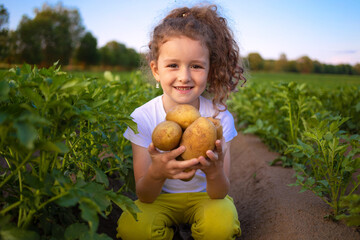 little cute farmer girl in field holding raw potato on hands. Child care harvest. Kid on farm...