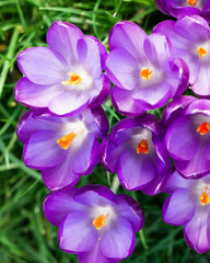 purple crocuses in grass