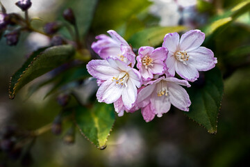 close up of pink deutzia flower