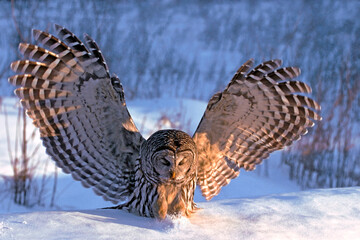 Barred Owl  ( Strix varia ) in winter, wings spread, about to catch prey in the snow.