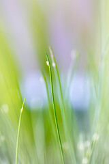 scirpus cernuus, fibre optic pond plant