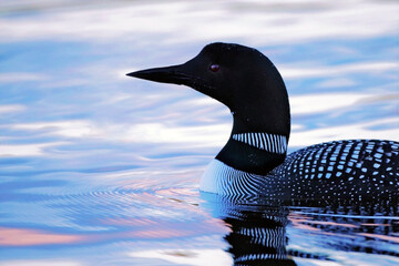 Great Northern Diver  ( Gavia immer ) swimming in lake, evening light, portrait closeup