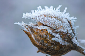 frost on hibiscus seed head
