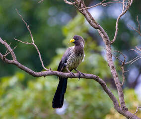 Western plantain eater