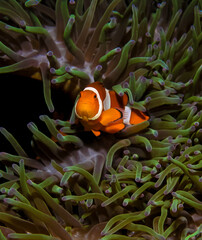  Anemonefish - clownfish - Nemo