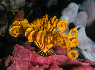  Feather star
