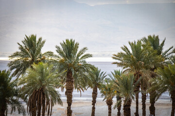 Fototapeta na wymiar ein gedi, oasis, dead sea, palm trees, waterfalls, middle east, israel, beach, salt