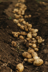 potatoes in the ground