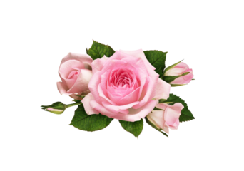 Pink rose flowers in a floral arrangement isolated on white or transparent background