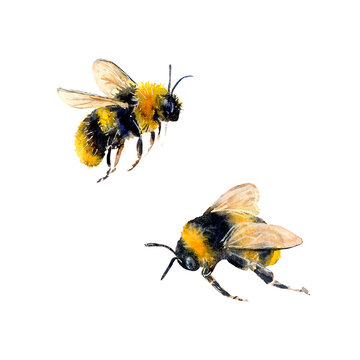 Watercolor illustration of bees hand-drawn on white background. Realistic animal picture for icon or logo, designs and greetings