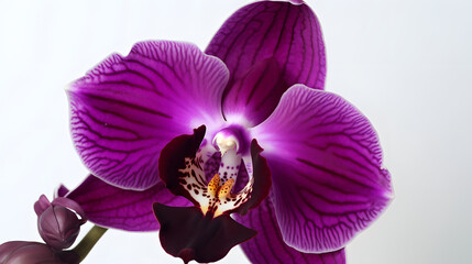 Fototapeta na wymiar orchid flower pink nature plant