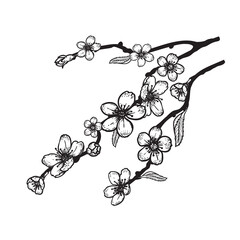 Hand drawn sketch style cherry blossom. Spring flower illustration. Best for greeting cards, invitations designs. Vector drawing.