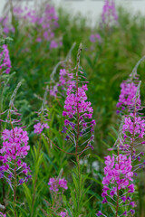 Fireweed (Epilobium angustifolium) in bloom in summer garden