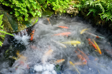 Carps in the steaming fish pond