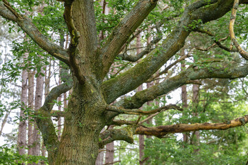 Marston Wood end, England