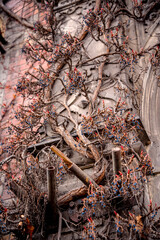Wild ivy bushes climbing up old european building facade
