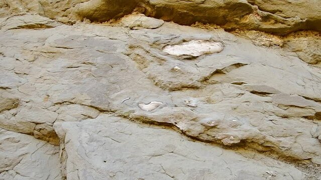 Close up southern elephant fossilized shoulder bones remains in rocks in pantishara valley. Vashlovani national park.Georgia. Prehistoric animals remains in caucasus