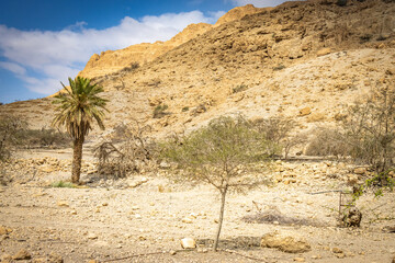 ein gedi, oasis, dead sea, waterfalls, middle east, israel, beach, salt