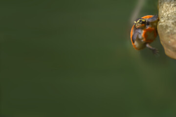 Juvenile Red-bellied short-necked turtle or Jardine River turtle swim in green aquarium tank. This...
