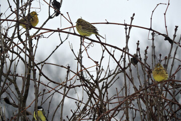 Three yellowhammers and a great tit sitting on a leafless branch, grey sky in the background
