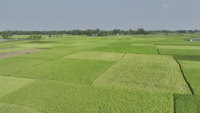Aerial view of agriculture in paddy rice fields for cultivatio, agricultural land with green in countryside, Agriculture concept growing rice plants in Bogura, Bangladesh