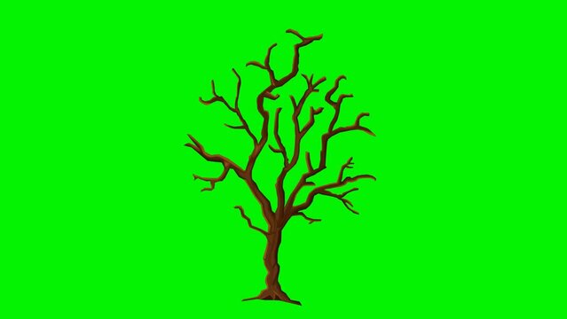 Tree animation without leaf on green screen background. Scary tree animation for halloween background