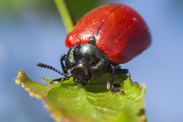 ladybug spotless, Coccinellidae, macro, on a green leaf in natural light