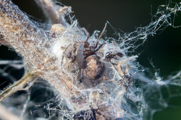 small spider in the middle of its web, surrounded by prey, in the wild in natural light