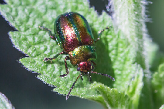 iridescent or lucid leaf beetle close-up on a green leaf, Chrysolina fastuosa
